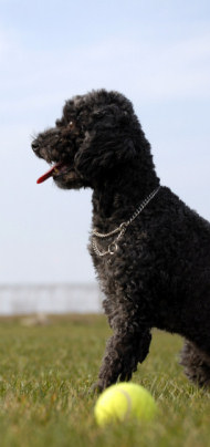 Dogs and Pets